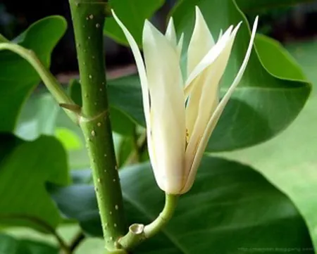 Billede af Thailandsk blomst